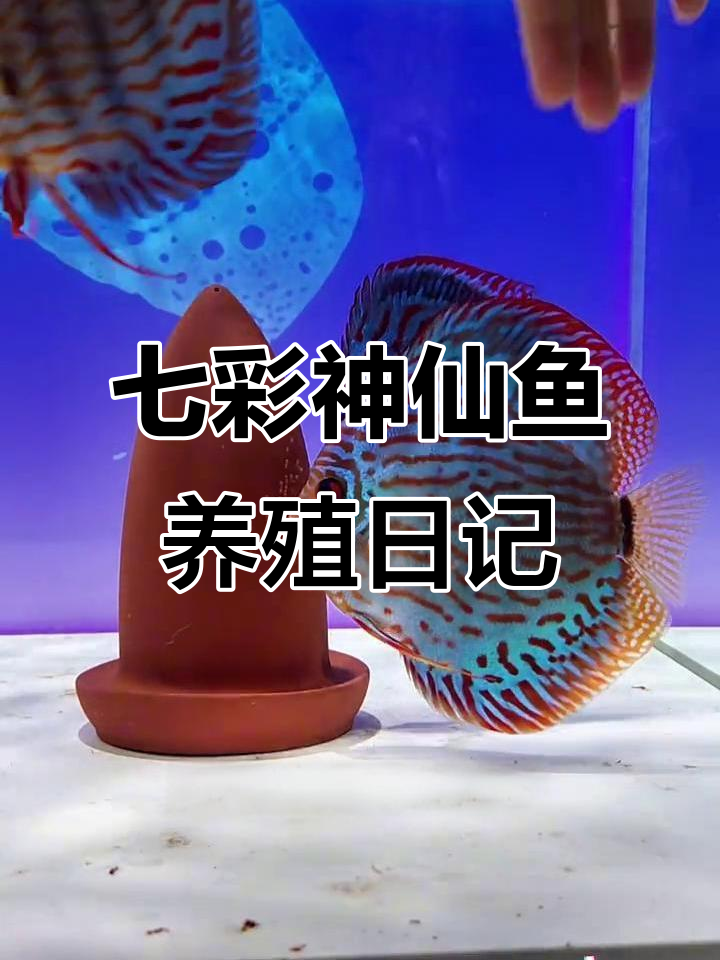 七彩神仙鱼繁殖计划失败,亲爹妈带娃也难逃命运