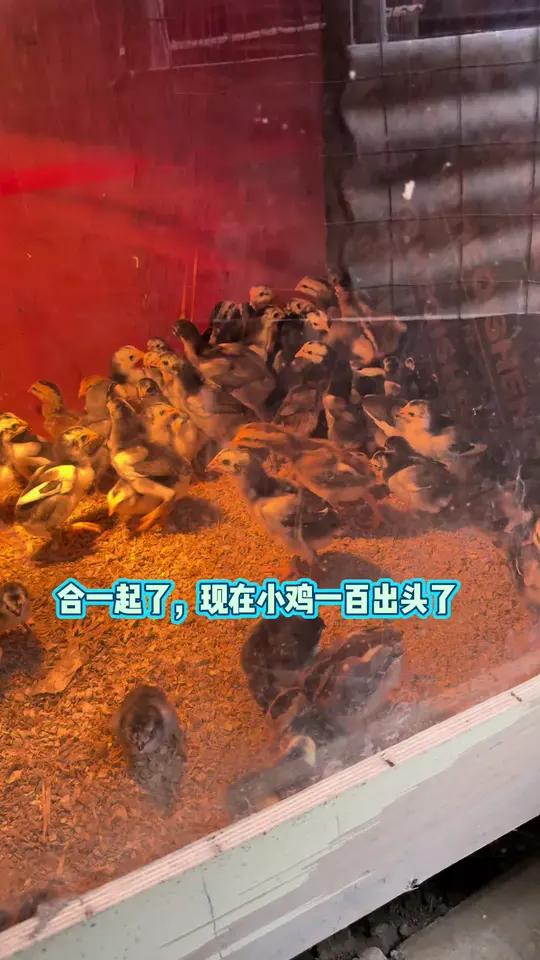 合一起了，现在小鸡一百出头了#一张照片说明你的专业 #谁知道这是什么 #用照片证明你也是养