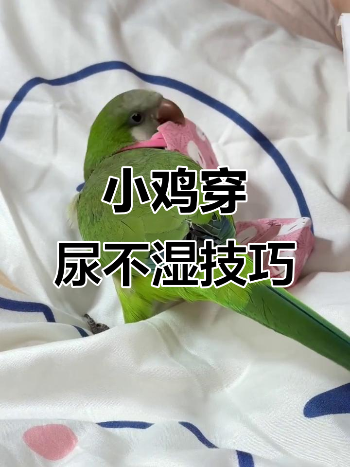 如何给小鸡穿上尿不湿?超萌教程来啦!