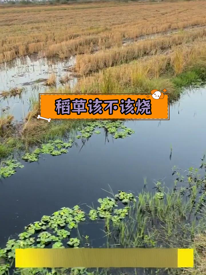 稻田养虾:烧草是否必要?
