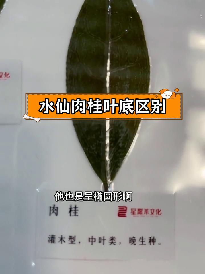 岩茶水仙与肉桂的叶片对比,差异一目了然