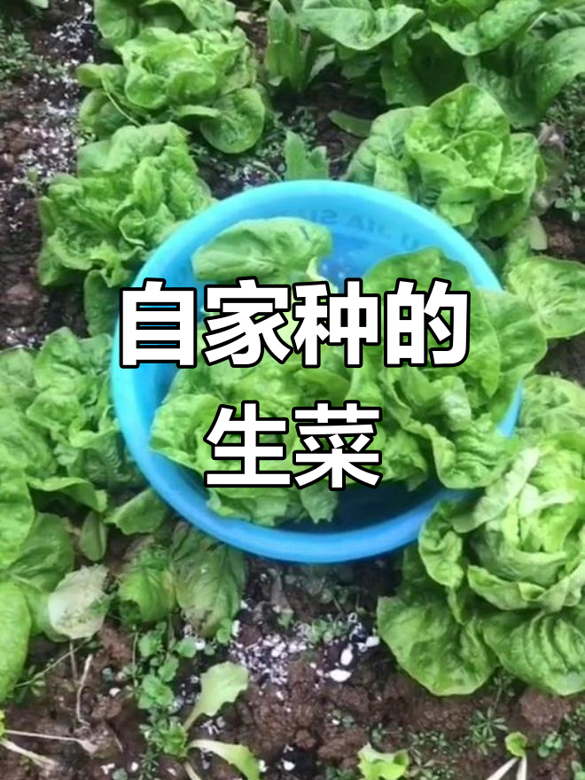 自己种菜,新鲜又美味,生菜的成长与收获全过程