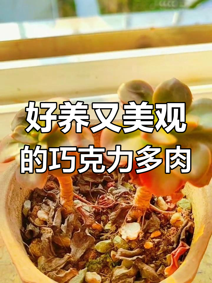 巧克力方砖:新手必选的多肉植物