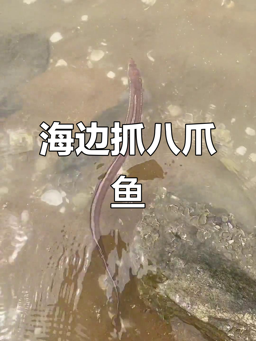 海边捡八爪鱼、河豚,鳗鱼和墨鱼的欢乐时光