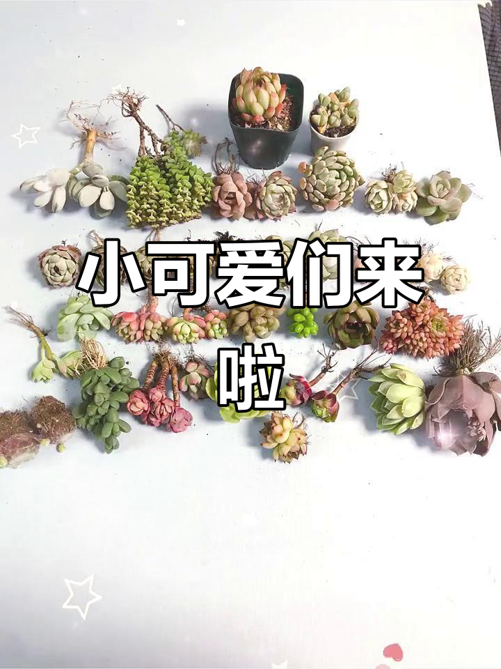 蓝鸟圣路易斯粉爪与女王玫瑰等小可爱开箱,超萌多肉组合!