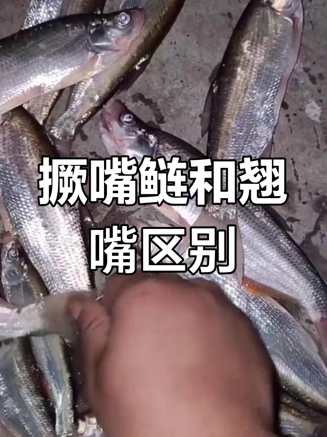撅嘴鲢与翘嘴的区别:虽然便宜但难吃,价格高昂的翘嘴更受欢迎
