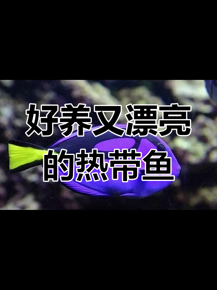 适合家养的四种热带鱼