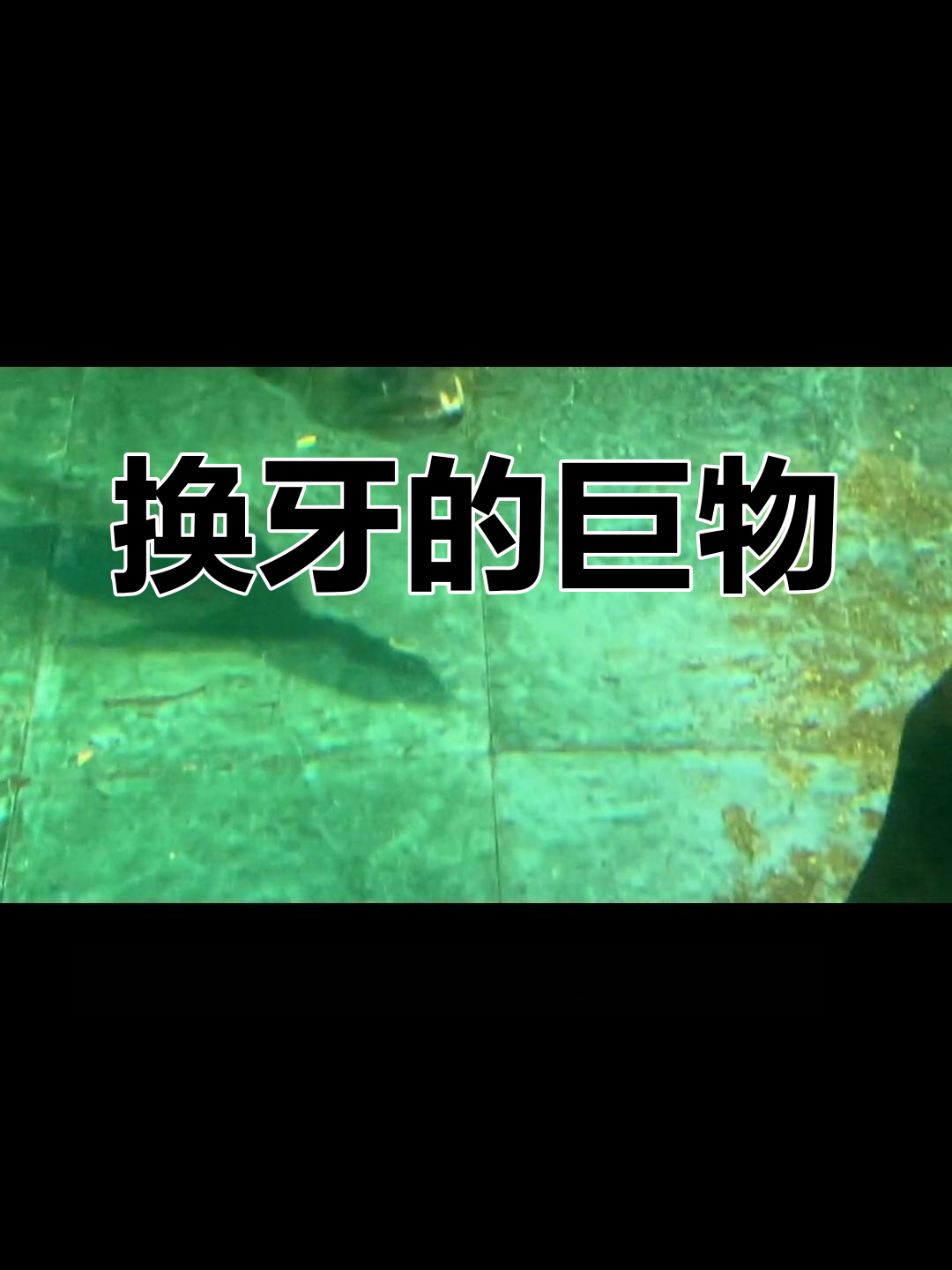 巨暴牙鱼换门齿,粉丝送来新成员