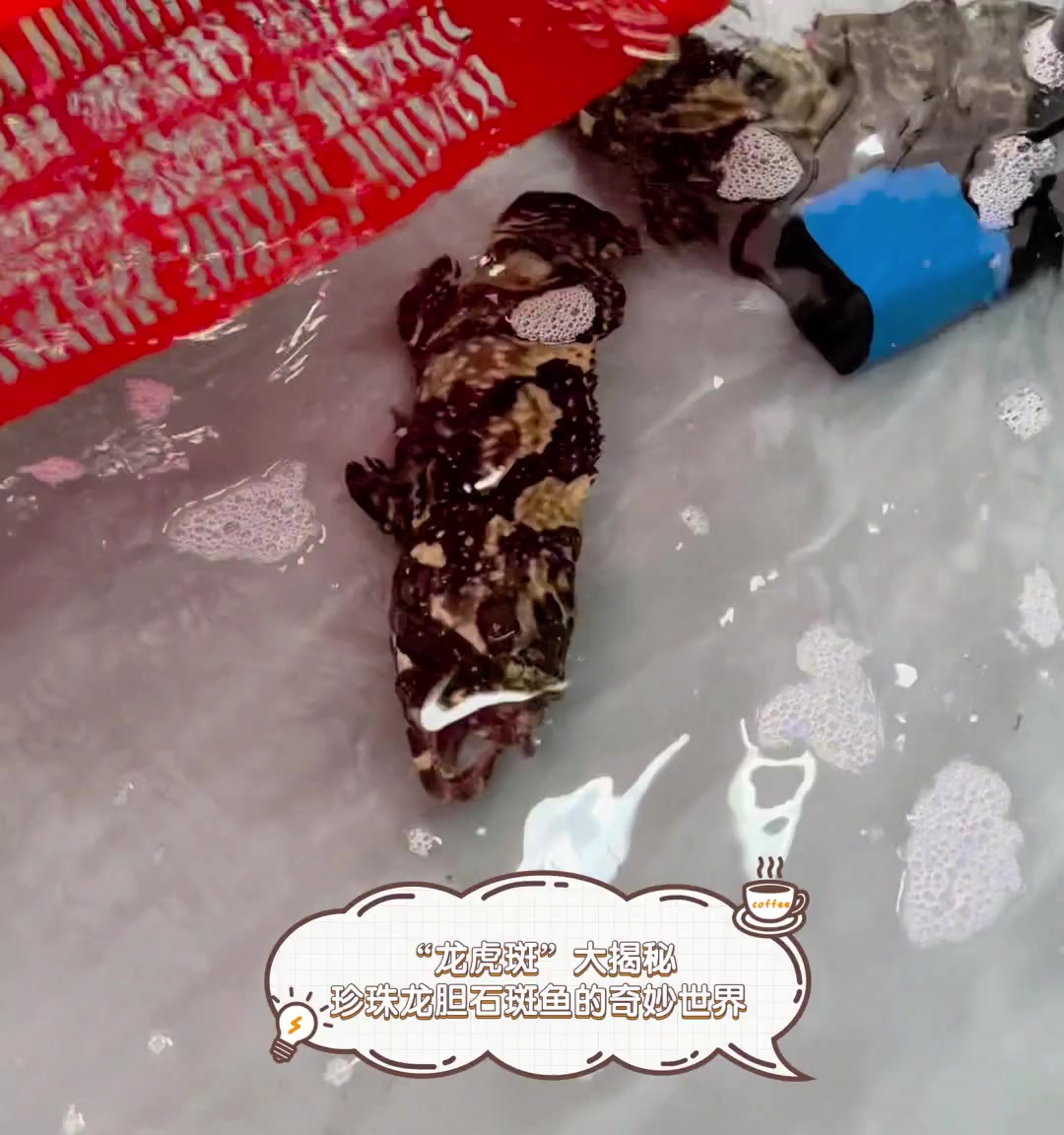 “龙虎斑”大揭秘,珍珠龙胆石斑鱼的奇妙世界