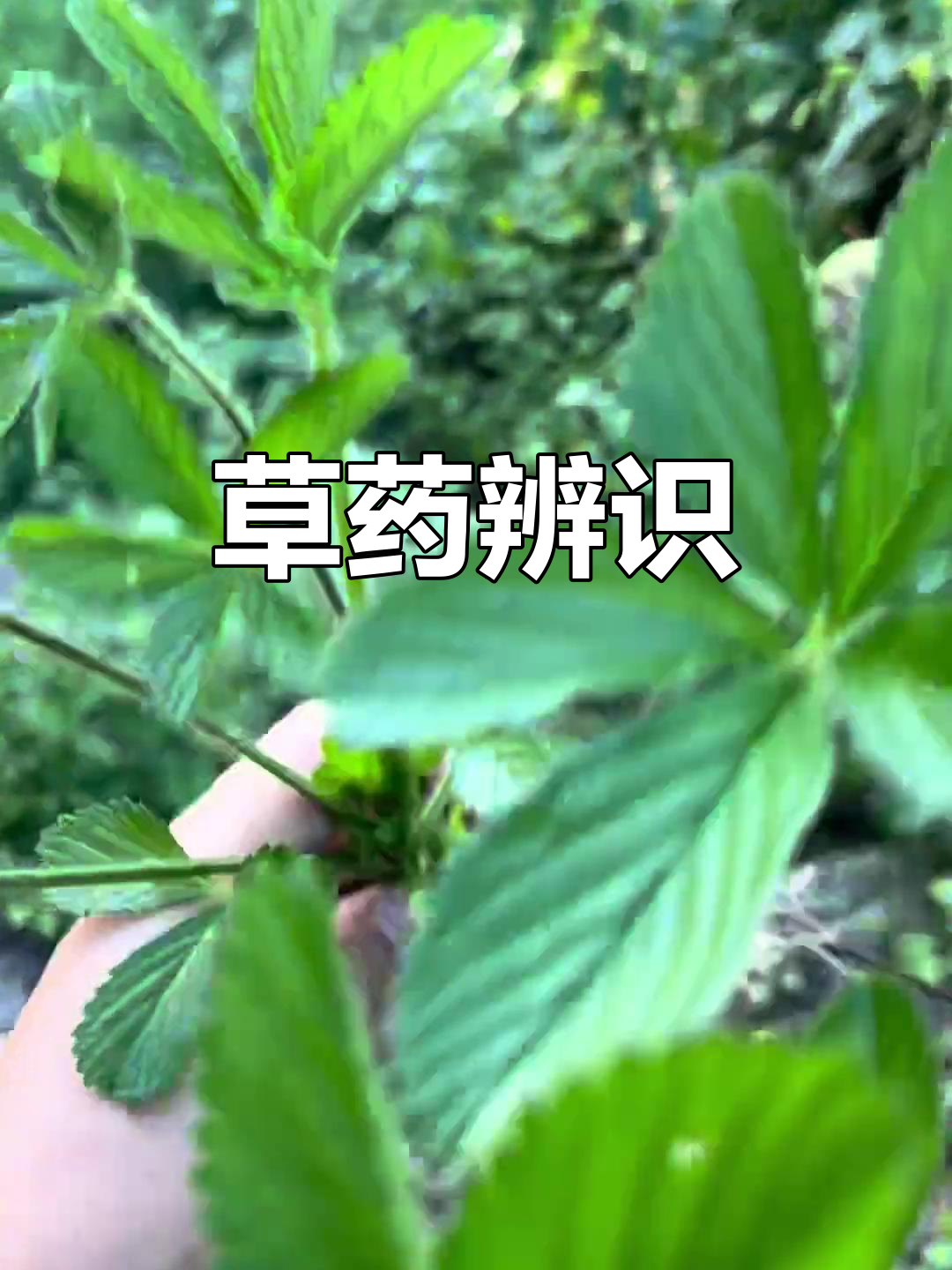 蛇含委陵菜与野草莓外形相近，药用价值高