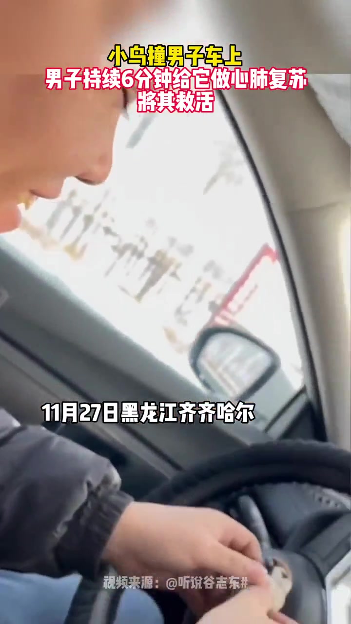 小鸟撞男子车上男子持续6分钟给它做心肺复苏将其救活