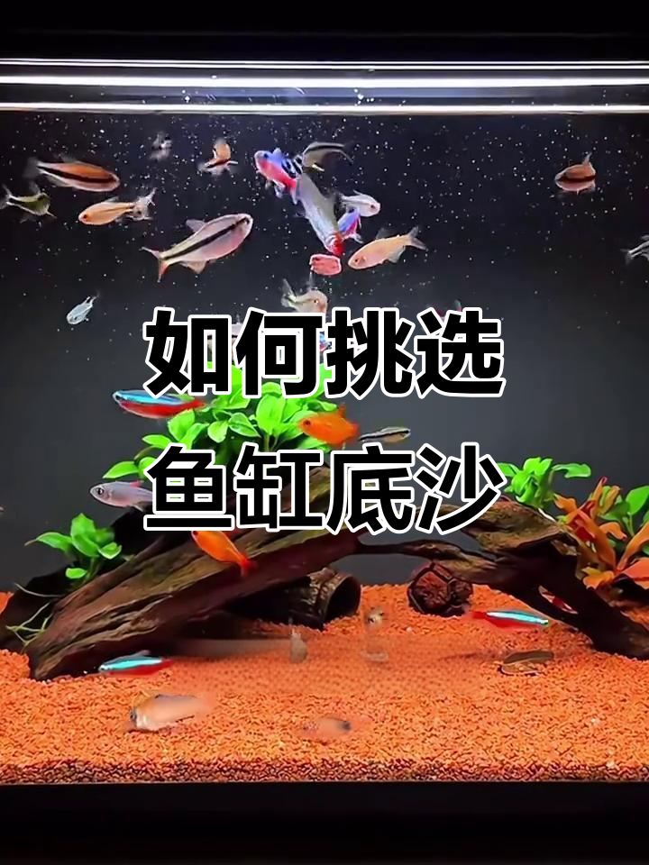 鱼缸底砂选择与用量全攻略,选对类型才能避免臭水沟