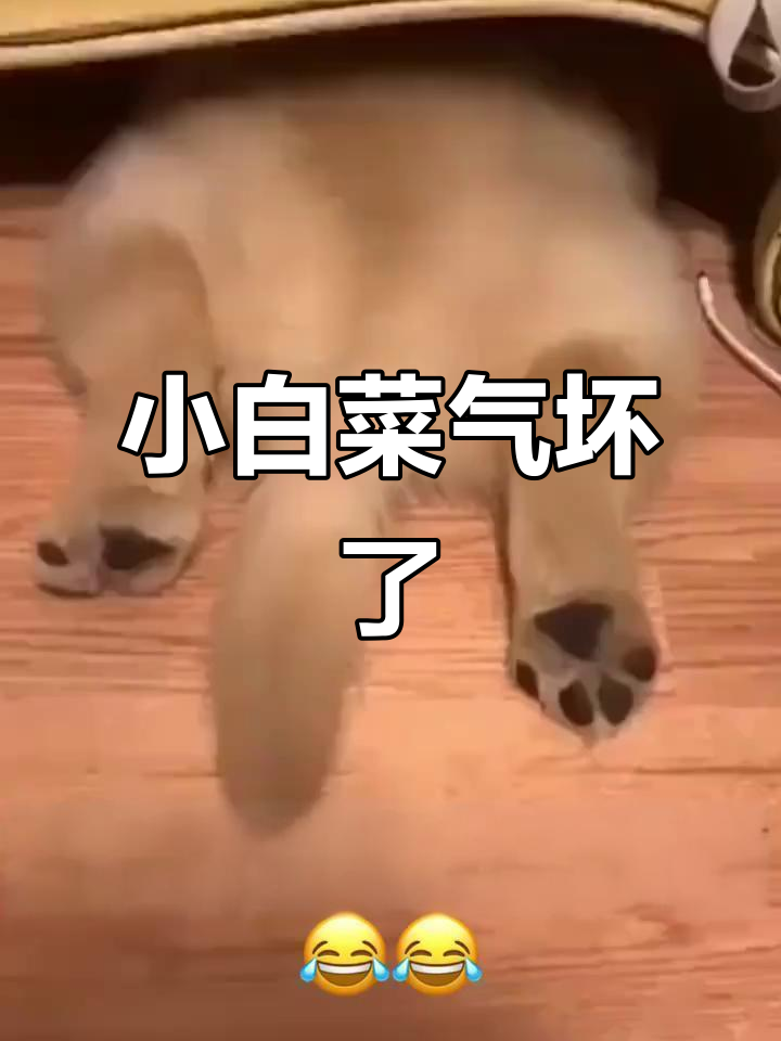 女朋友生气了，哄不好的小白菜