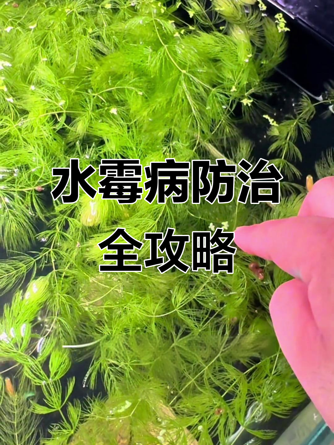 孔雀鱼水霉病预防与繁殖技巧,轻松解决水质问题
