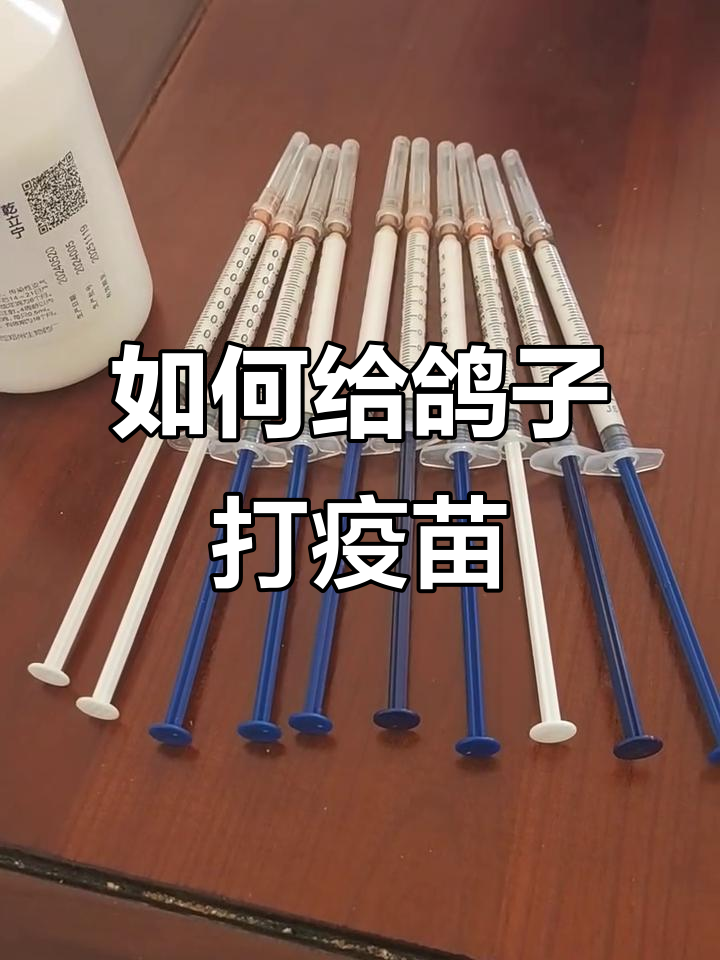鸽子疫苗接种技巧,详细步骤解析