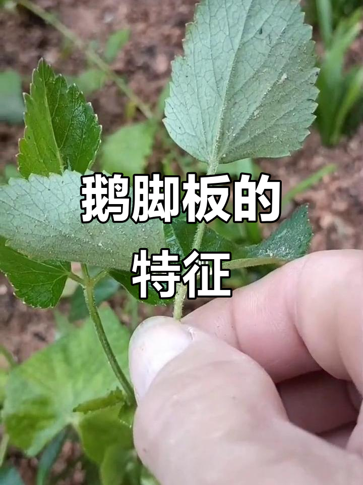 鹅脚板，草本植物，高可达2米，叶片边缘有锯齿