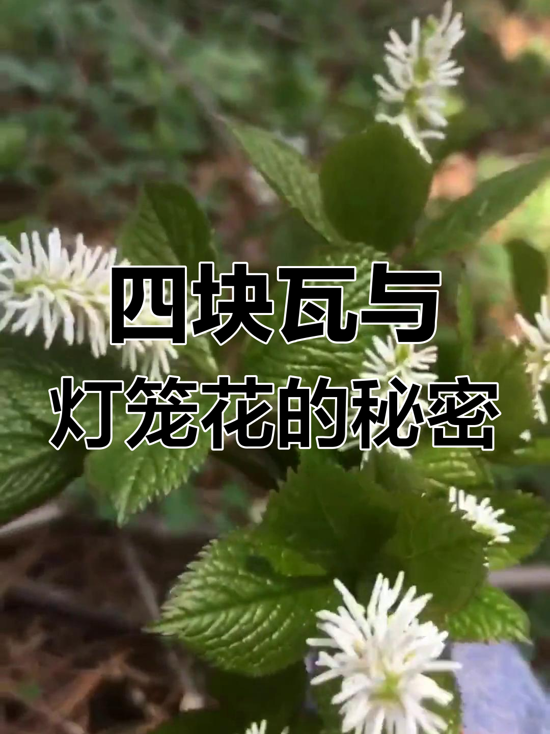 灯笼花:美丽又实用的野菜,四个叶儿中间藏着小花
