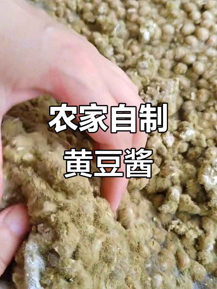 用传统农村方法做黄豆酱,豆子捂得真漂亮!