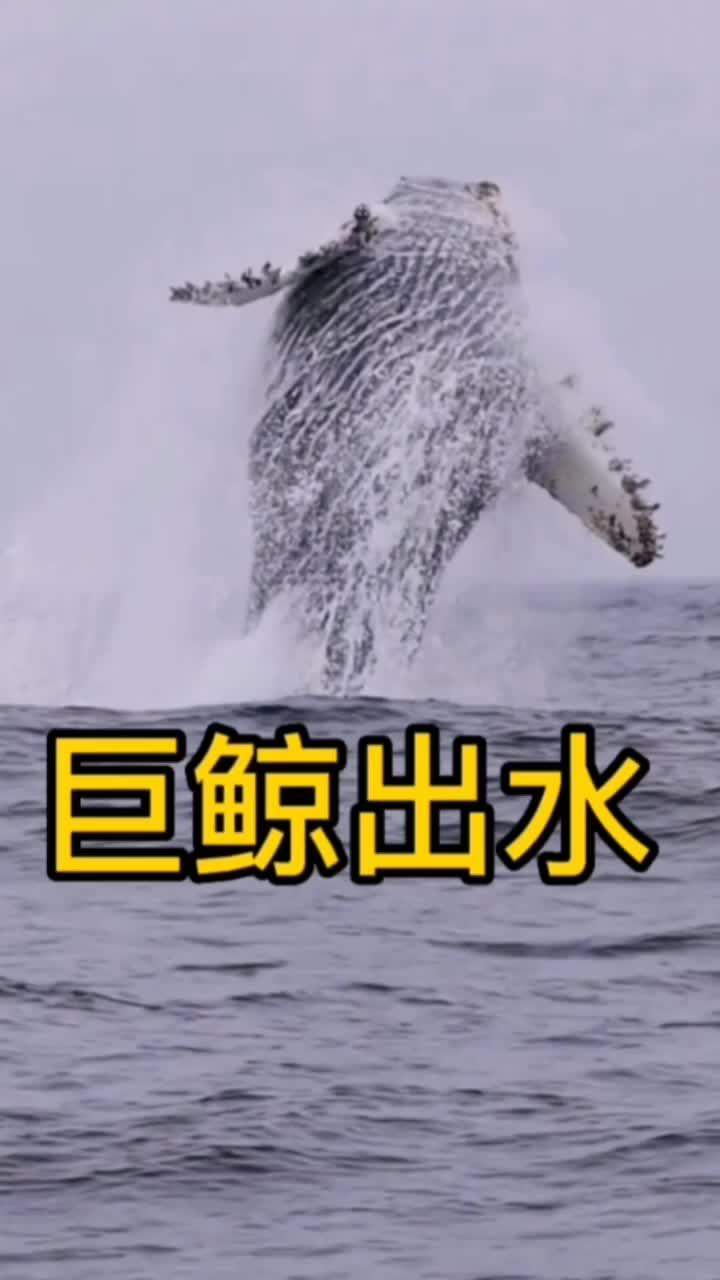巨鲸出水 鲸鱼 海洋生物