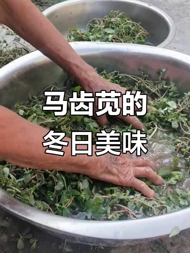 冬季包饺子,用晒干的马齿苋增添独特风味