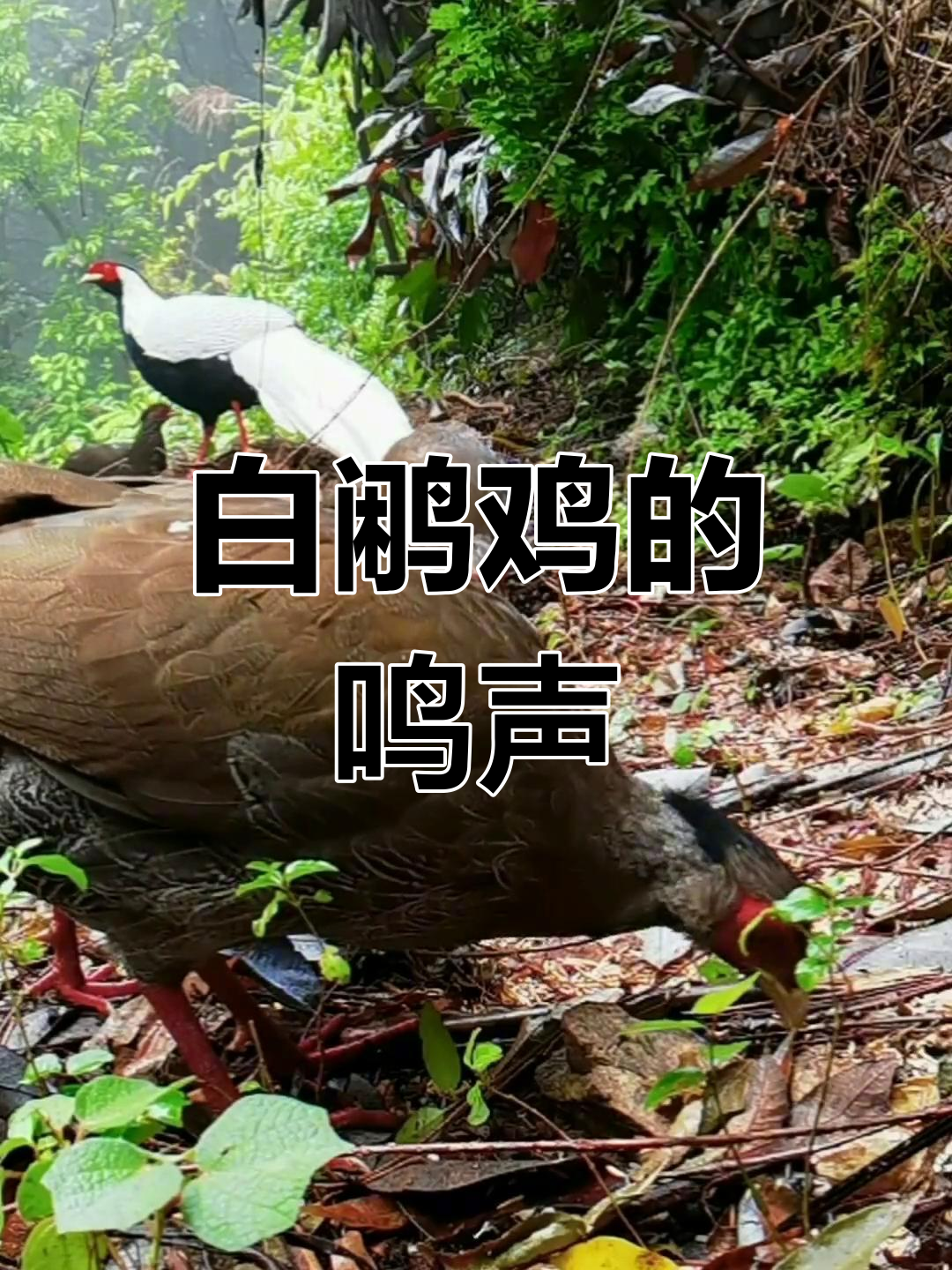 近距离聆听白鹇鸡叫声,感受大自然魅力