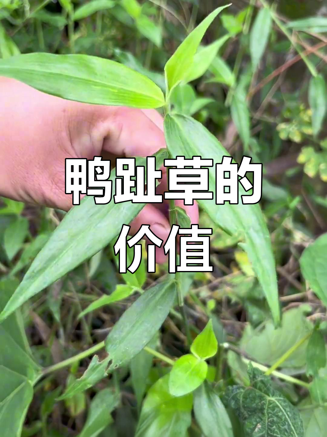 鸭跖草:农村的鸭子最爱,煮水喝竟有神奇功效