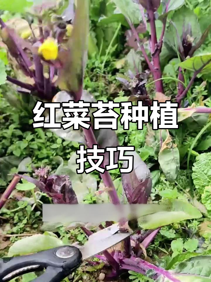 红菜苔种植简单,与白菜青菜类似,轻松上手!
