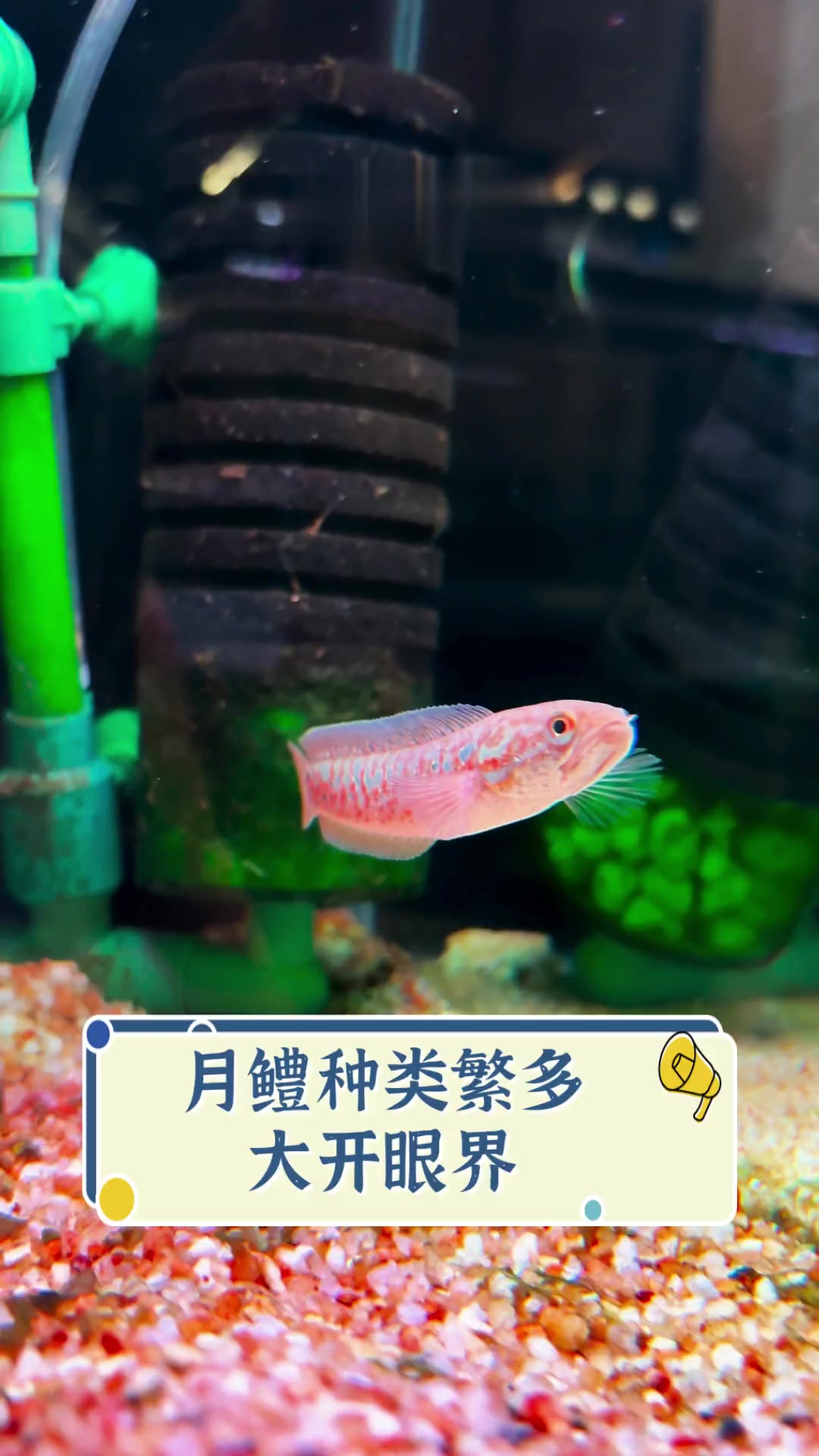 月鳢种类繁多,大开眼界