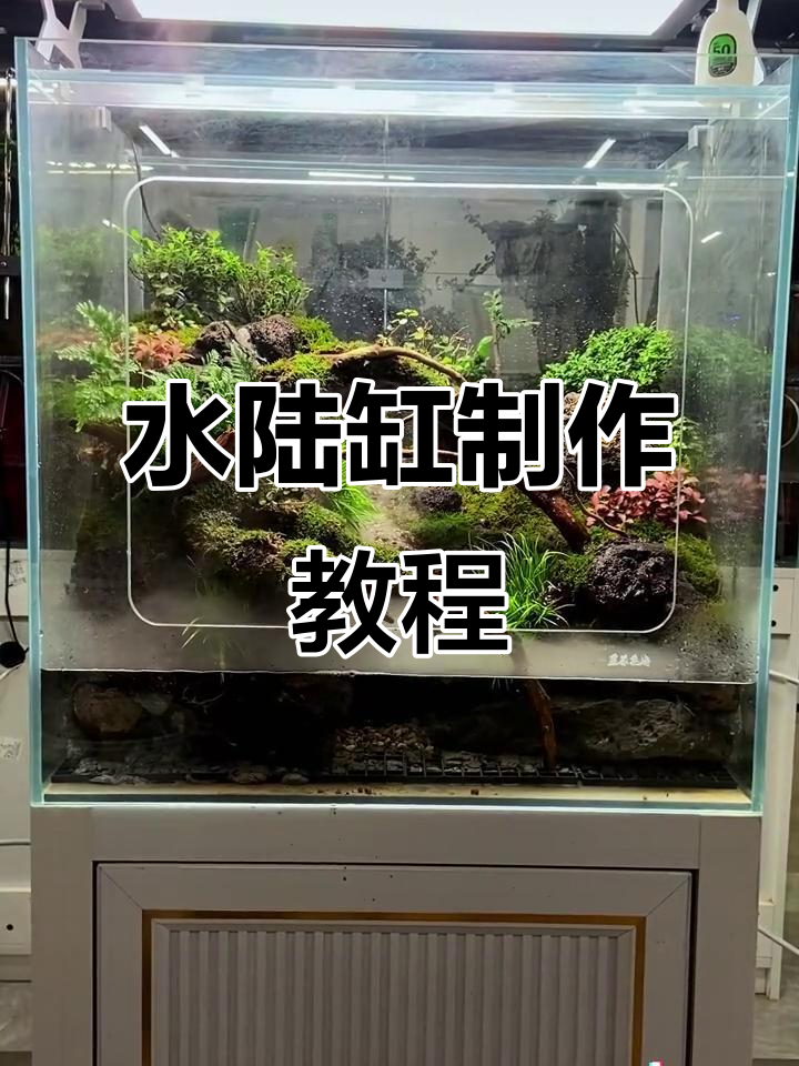 60寸水陆缸造景全攻略,打造简单又美观的生态景观