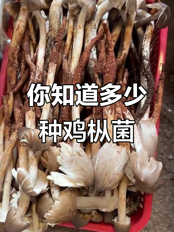 鸡枞菌种类大揭秘:你吃过几种?