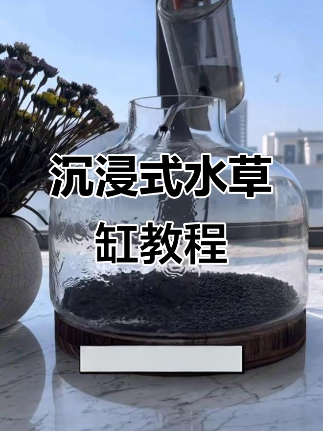 水草缸种植全攻略:从种子到小鱼,一步步教你打造生态鱼缸