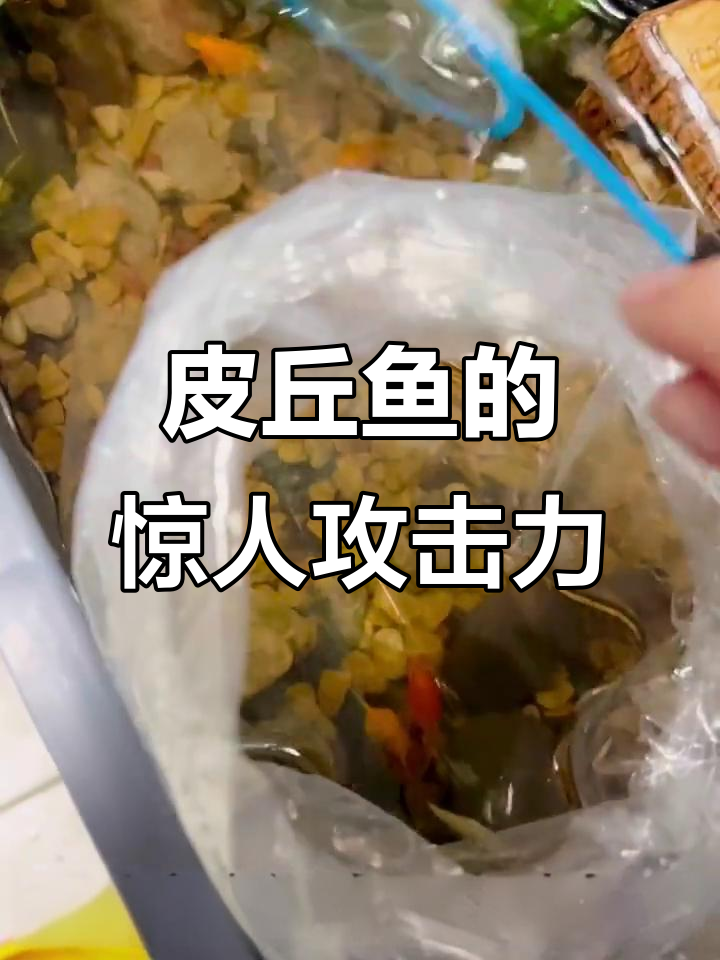 皮球鱼竟然这么凶猛,连同伴都能咬死!