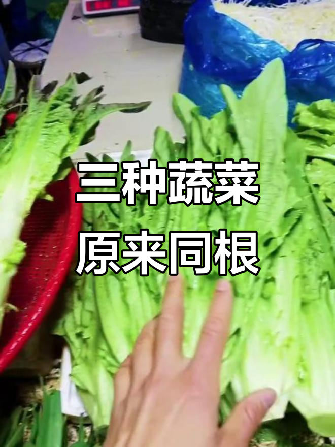 莴笋、油麦菜和生菜竟是“亲兄弟”!