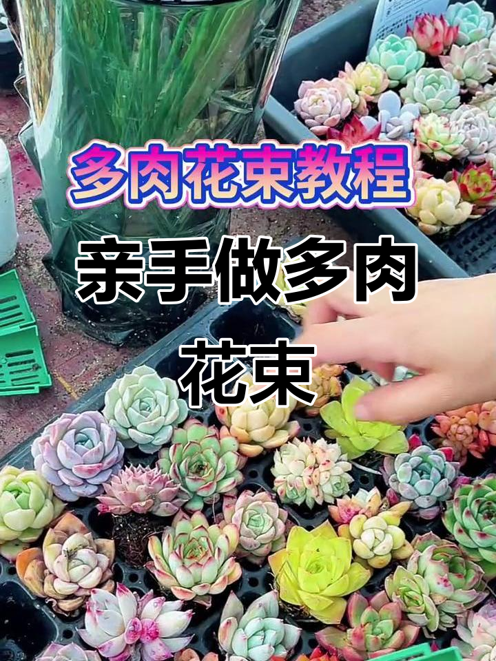 多肉植物花束制作技巧，轻松打造个性化多肉组合