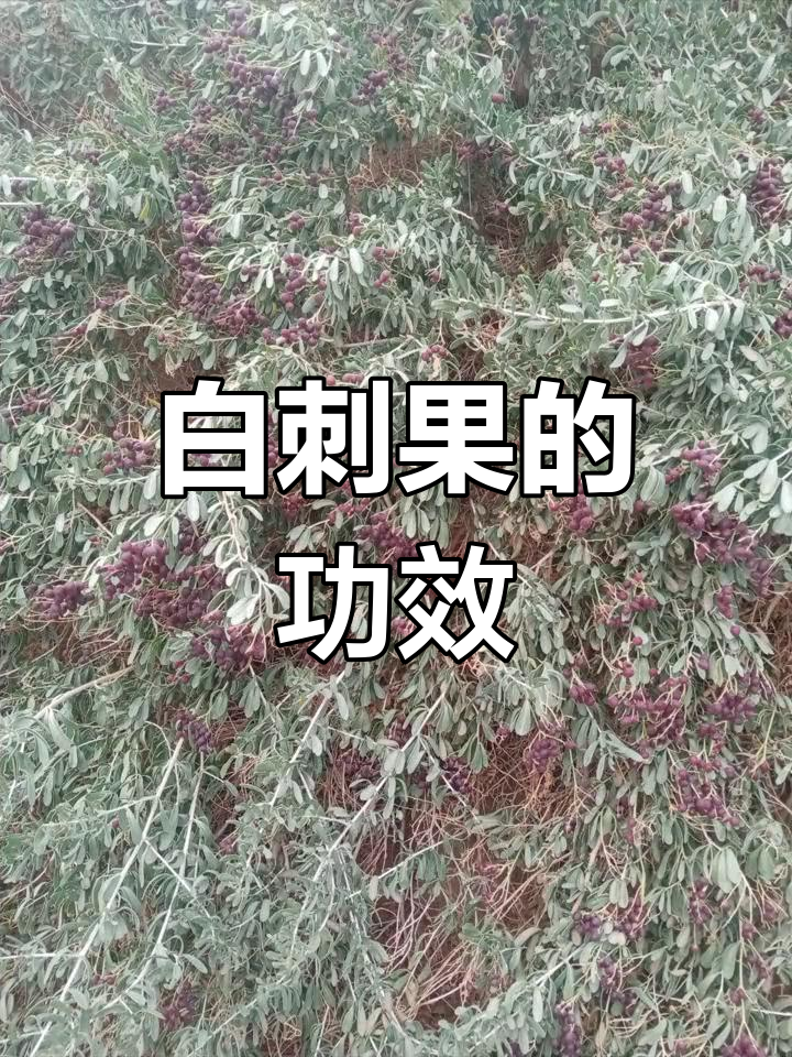 白刺果的医疗价值与应用