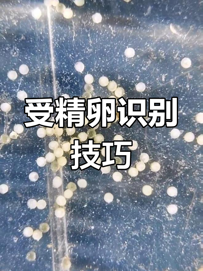 兰寿金鱼繁殖:如何辨别受精卵与未受精卵