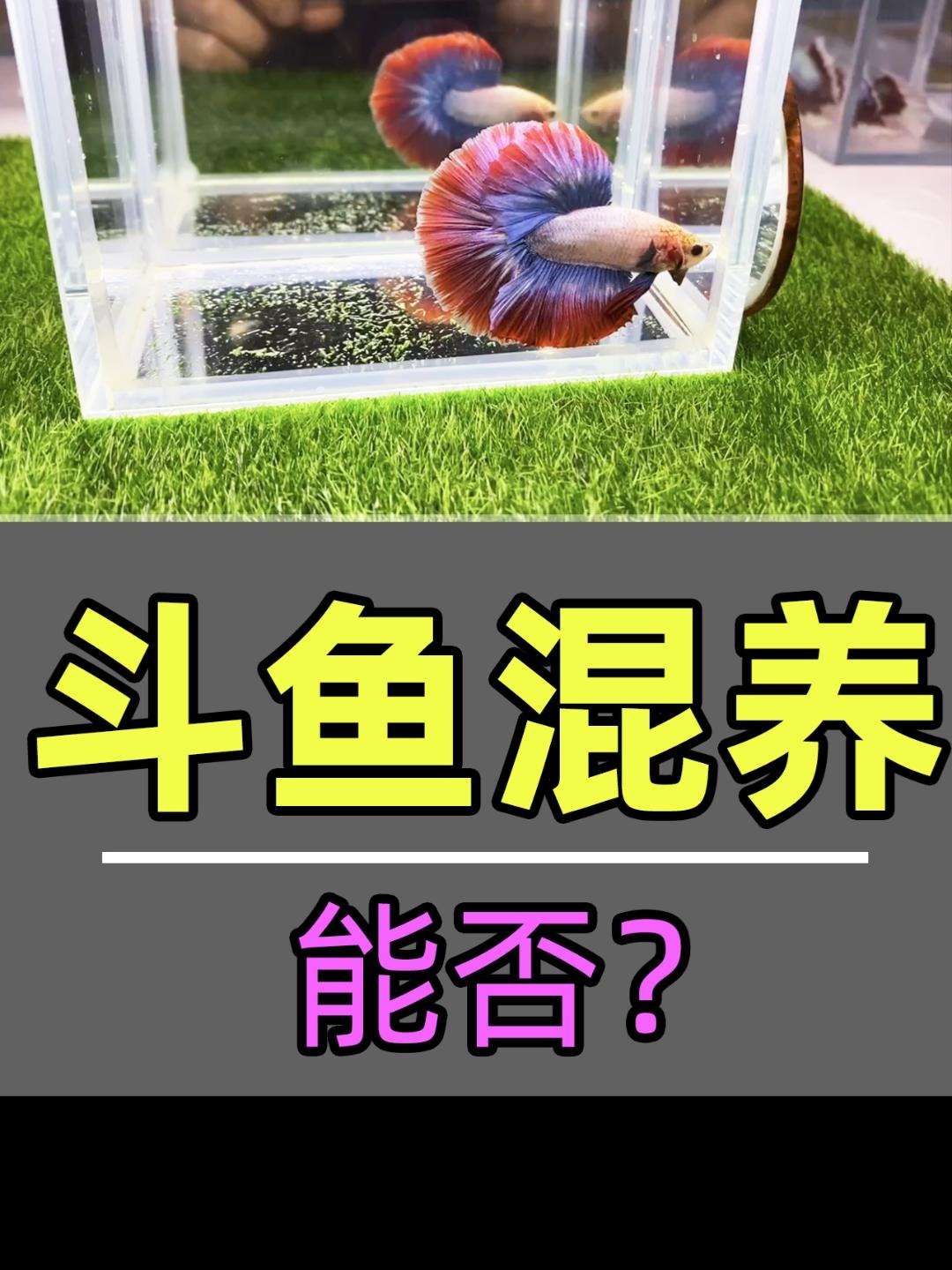 斗鱼能否一起混养呢?