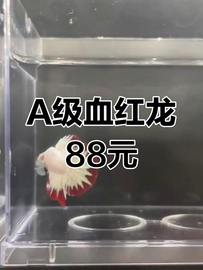 泰国斗鱼A级29号血红龙,88元超值观赏