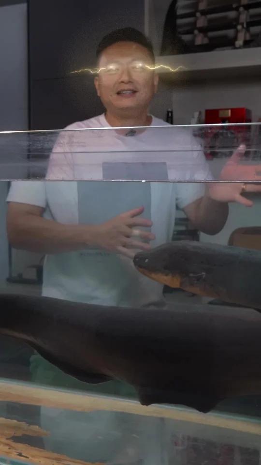 亚马逊死神巨型电鳗!世界上最强的放电生物,体长一米五重达二三十斤,做个花椒麻麻鱼尝尝味道!