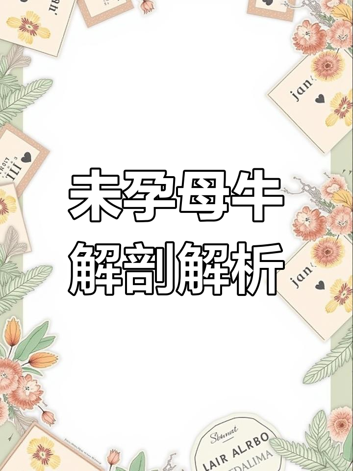母牛生殖系统解剖与B超影像分析