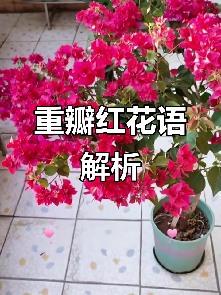 重瓣红三角梅：鸿运当头，花开富贵送朋友最合适