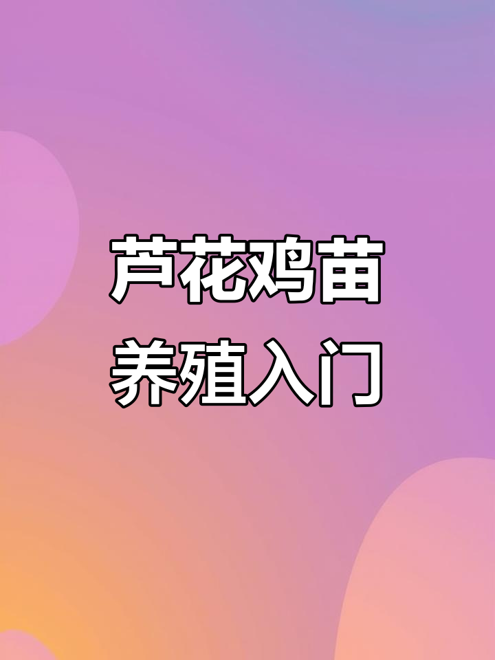 辽宁盘锦芦花鸡苗养殖技巧，轻松收获美味与快乐