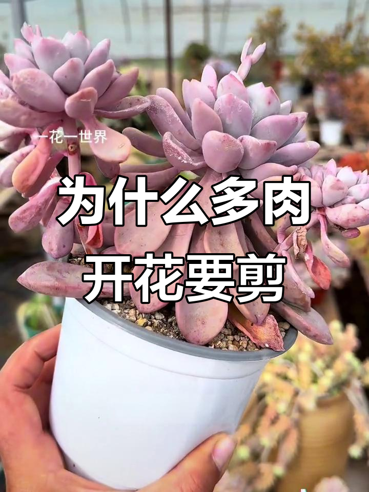 多肉开花后为何要剪掉?这些病害你遇到过吗