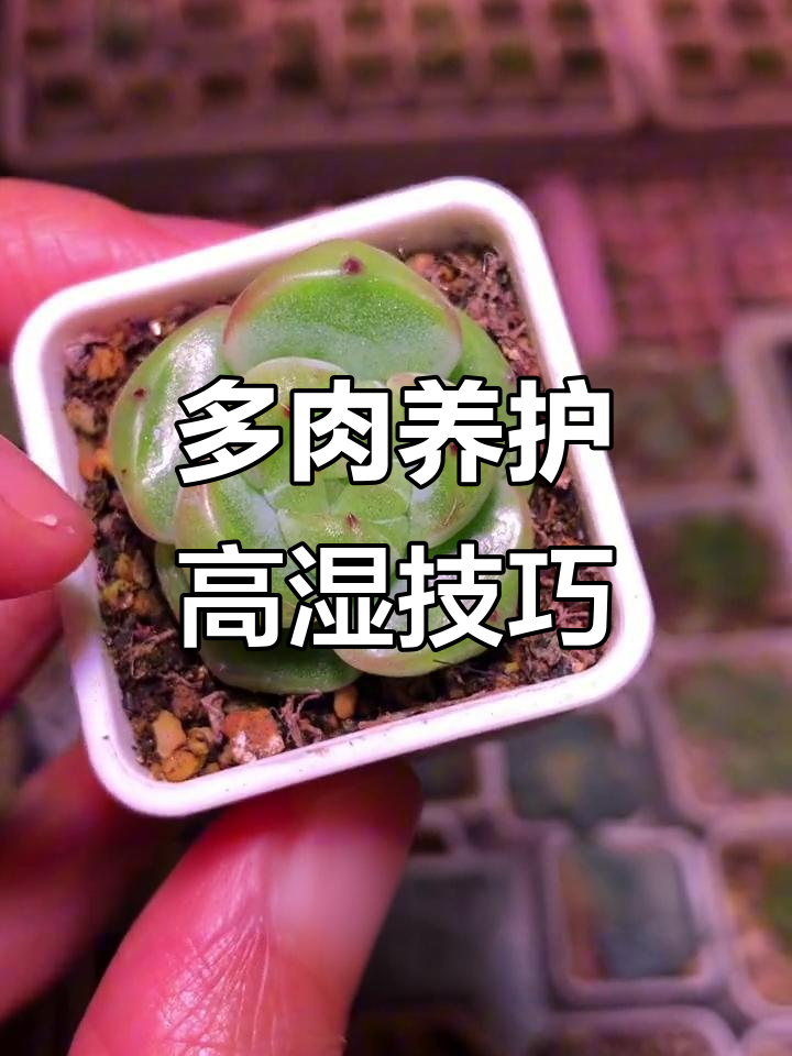 北方如何提高多肉湿度,避免长粉?