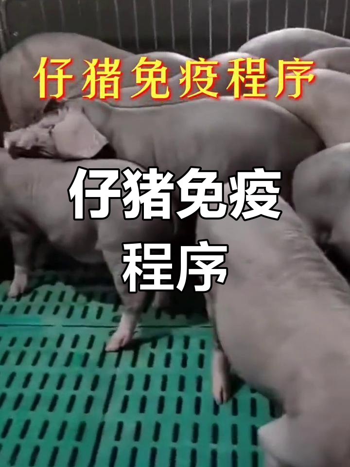 仔猪免疫全攻略,关键疫苗接种时间表