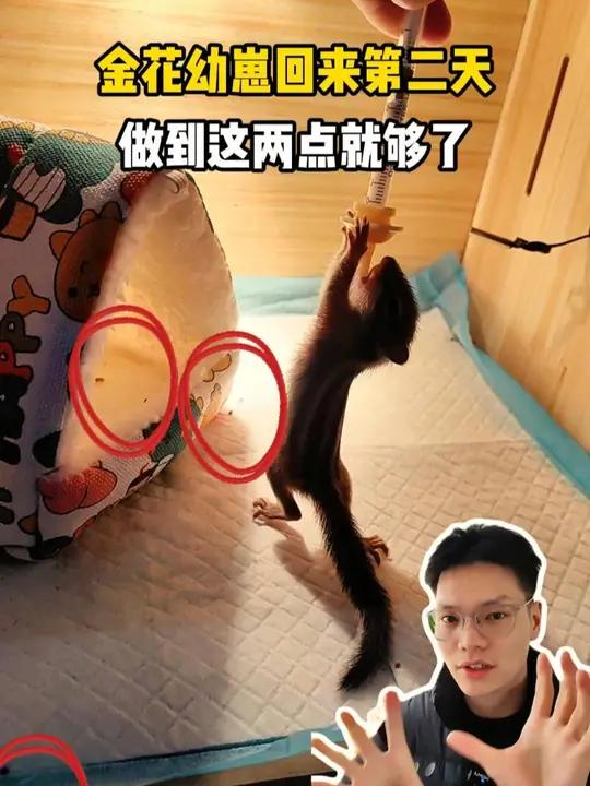 金花幼崽回来第二天,应该做什么 金花幼崽回来怎么磨合?如何防止幼崽出现拉稀的清情况?金花幼