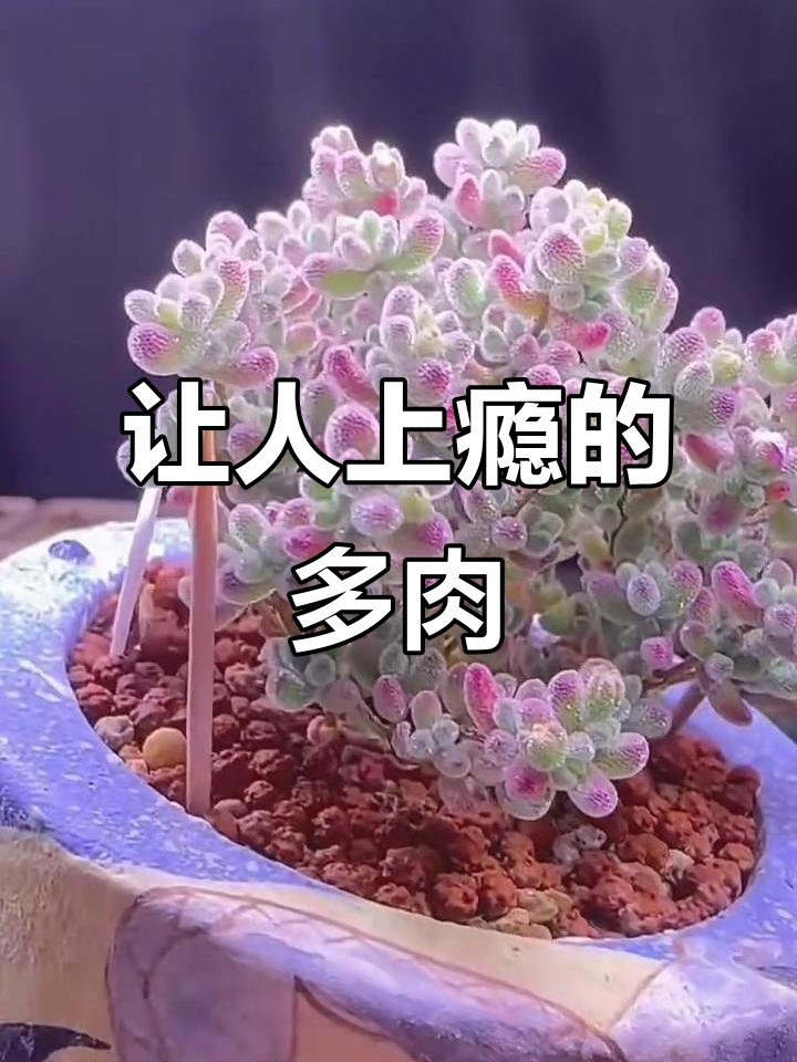 一眼就爱上的多肉植物，超好养！