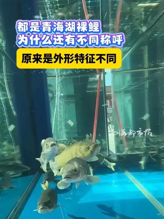 都是青海湖裸鲤为什么还有不同称呼 原来是外形特征不同 青海 青海湖