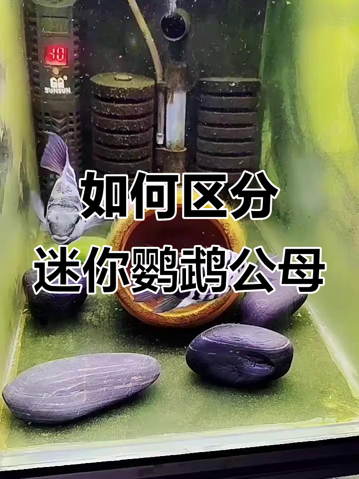 迷你鹦鹉鱼公母分辨技巧,尾巴颜色和肚子特征全解析