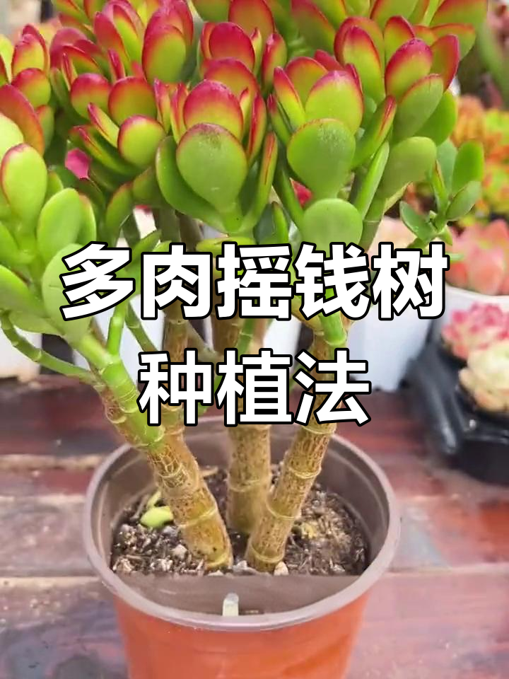 摇钱树多肉繁殖技巧,轻松变多颗
